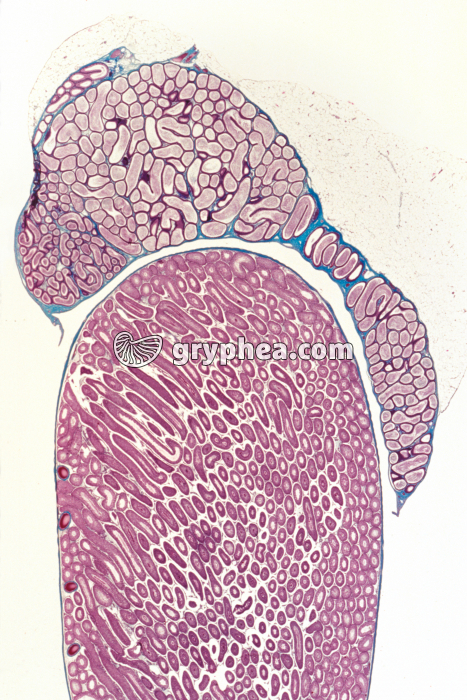 Testicule et épididyme de Rat CL x2 - gryphea.com
